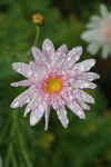 Water Drops On A Pink Daisy
