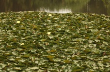 Water Lily Plants On A Pond