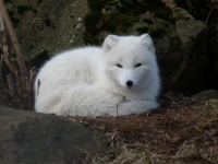 White Arctic Fox