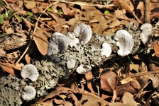 White Bracket Fungi On Log