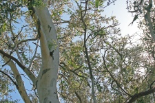 White Branch Of A Eucalyptus Tree
