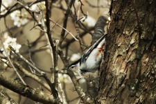 White-breasted Nuthatch In Spring