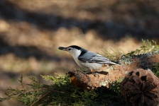 White-breasted Nuthatch With Seed