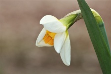 White Daffodil Bud