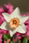White Daffodil On Pink Background
