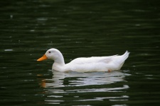 White Duck On A Dam