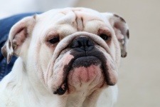 White English Bulldog Portrait