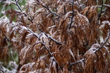 White Snow On Brown Pine Branches