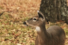 White-tail Deer Profile