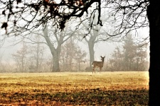 White-tailed Deer In Fog
