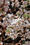White Tree Blossoms Close-up