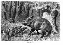 Wild Boar Wild Pig Wild Swine 1891