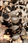 Wild Indigo Seed Pods