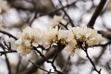 Wild Plum Blossoms Close-up