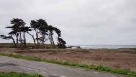 Wind Swept Beach Trees