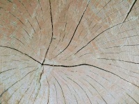 Wood Rings Tree Slice Profile