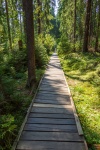 Wooden Path
