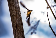 Woodpecker Flying Away From Tree