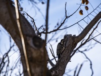 Woodpecker On A Branch