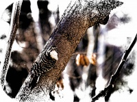 Woodpecker On A Branch
