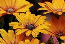 Yellow African Daisies Embossed