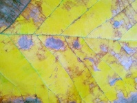Yellow Fall Leaf Texture