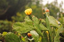 Yellow Flower On A Prickly Pear