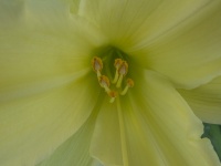 Yellow Flower Stamen