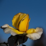 Yellow Rose For Frienship