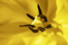 Yellow Tulip Closeup