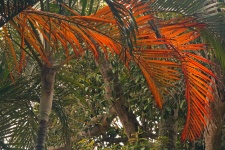 Yellowing Palm Fronds