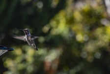 Young Hummingbird Flying