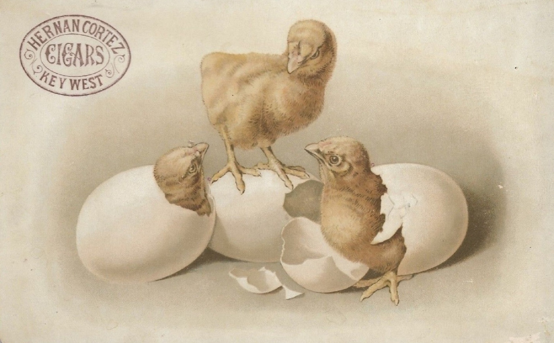 3 Chicks Hatching