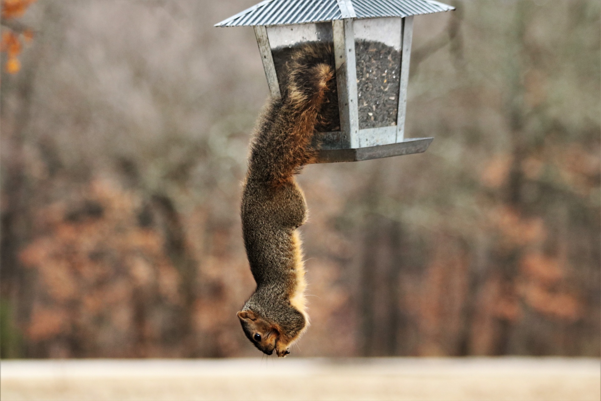Acrobatic Squirrel On Bird Feeder