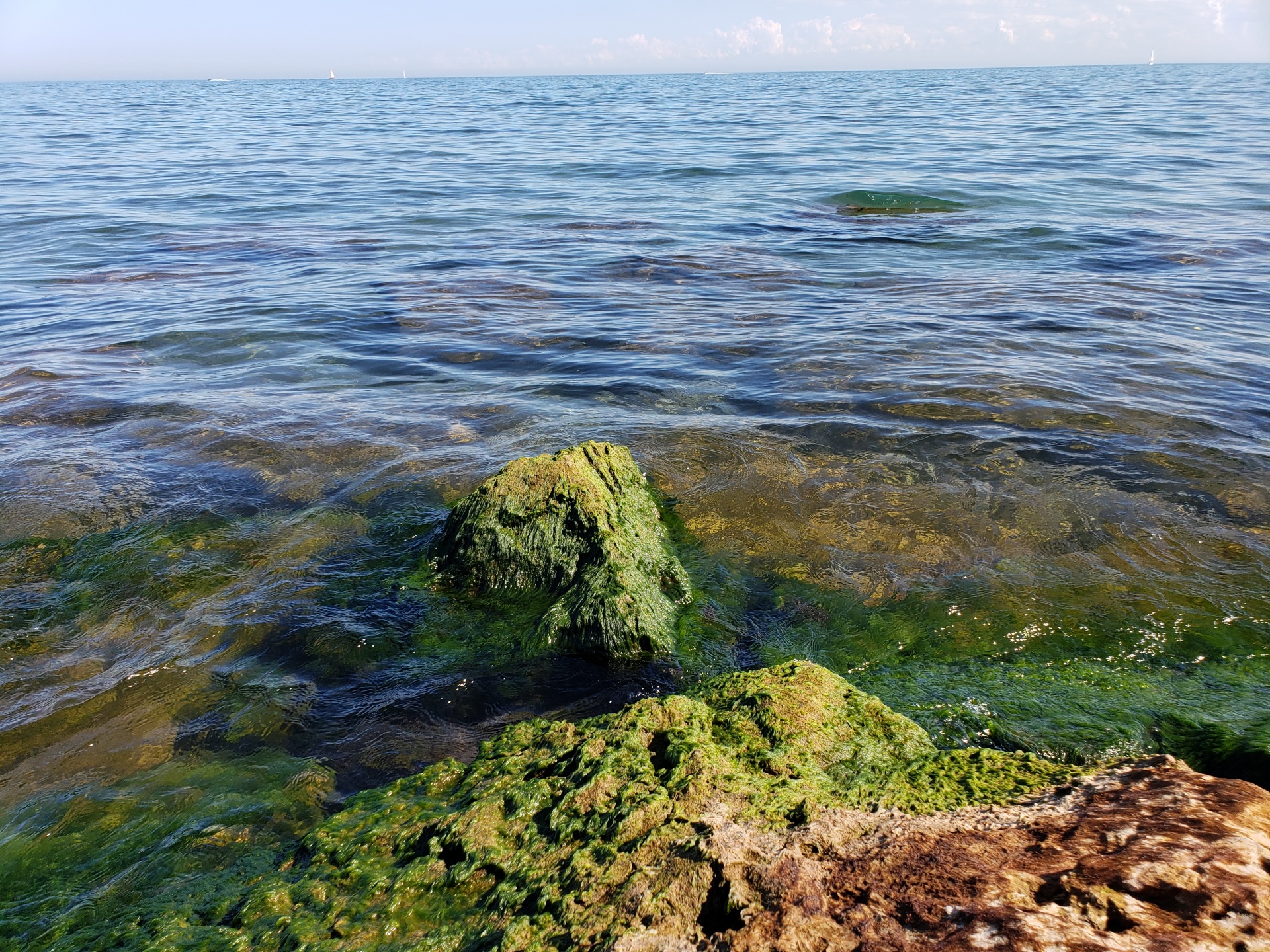Algae Rocks