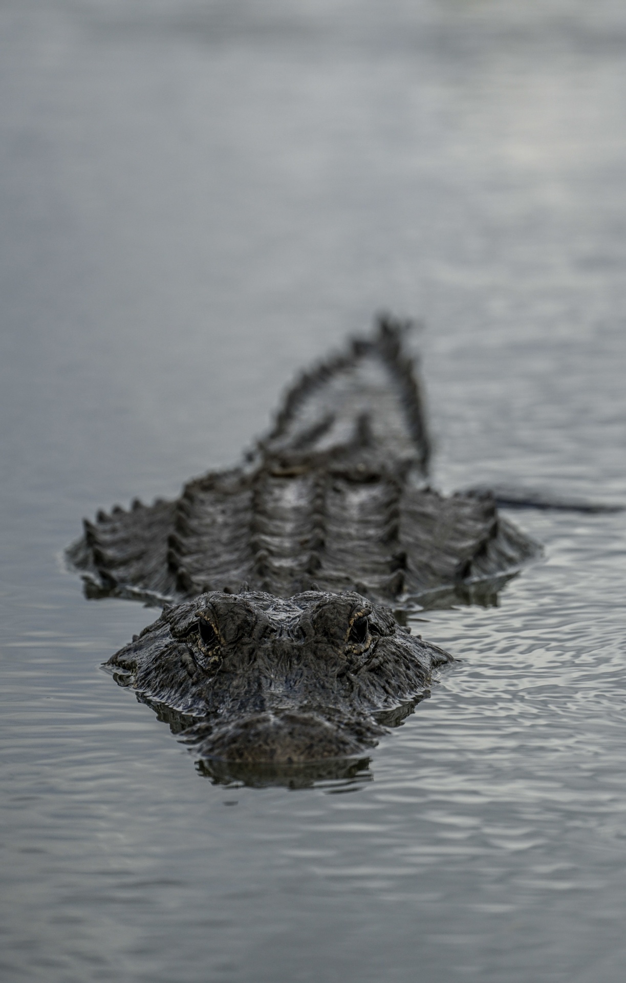 Portrait of an Alligator