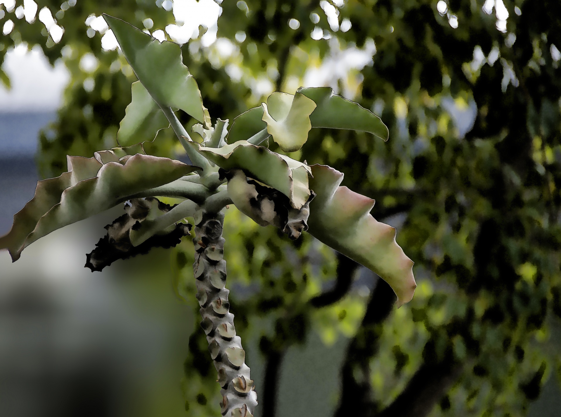 Bamboo Tree Free Stock Photo Public Domain Pictures