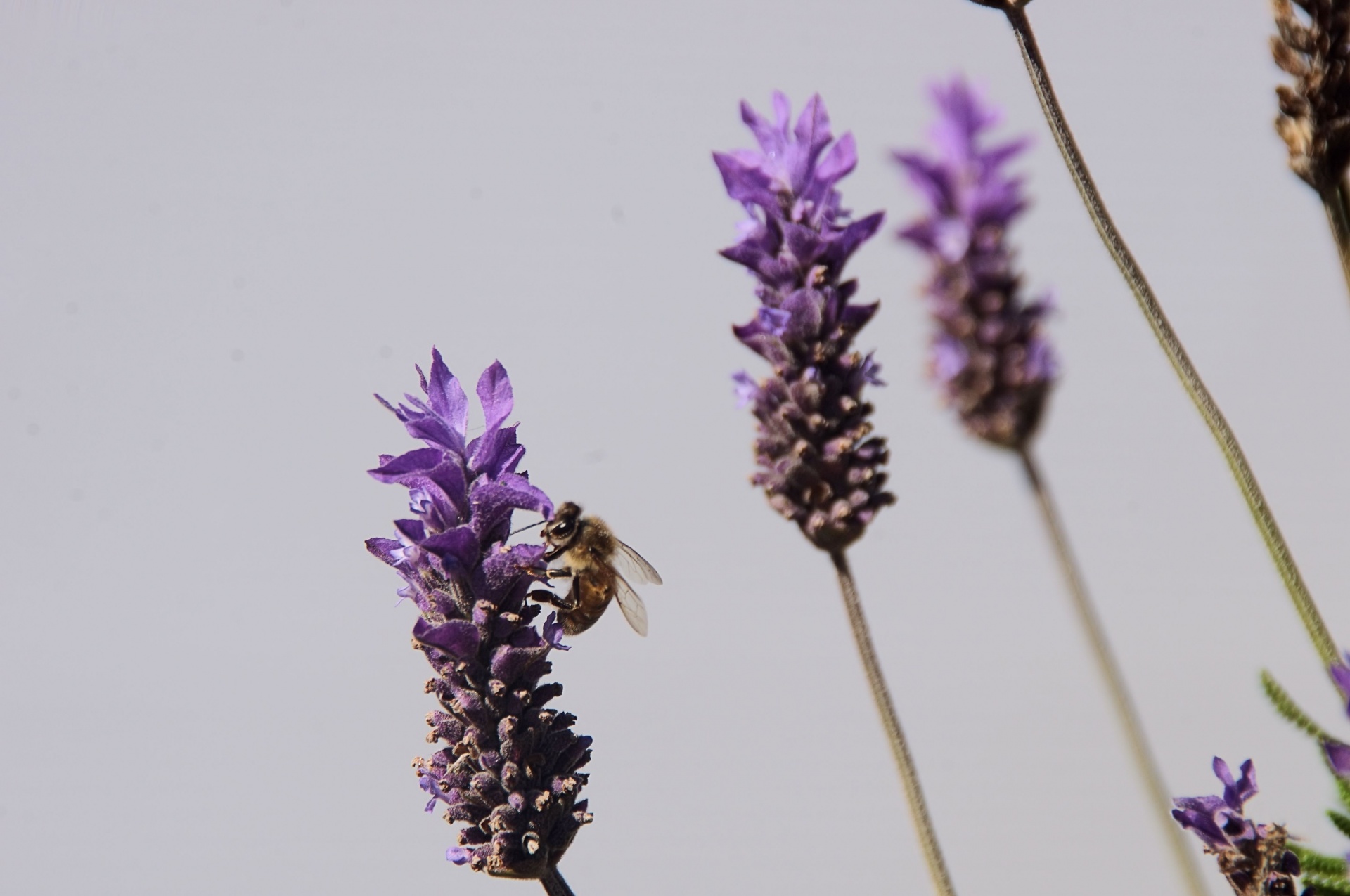 Bee and lavender flowers against white background
