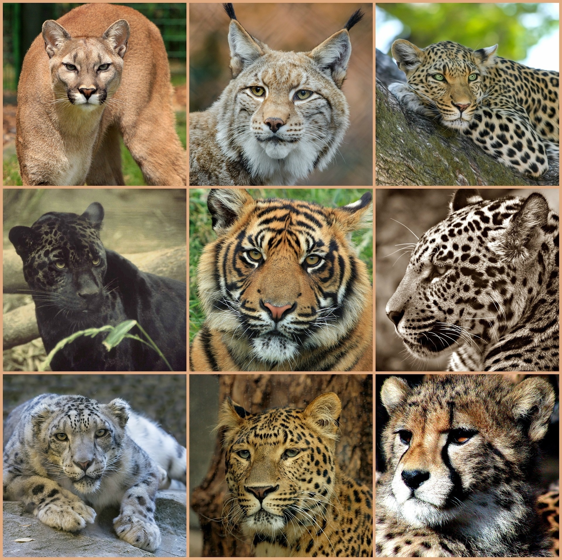 Big Cats Collage