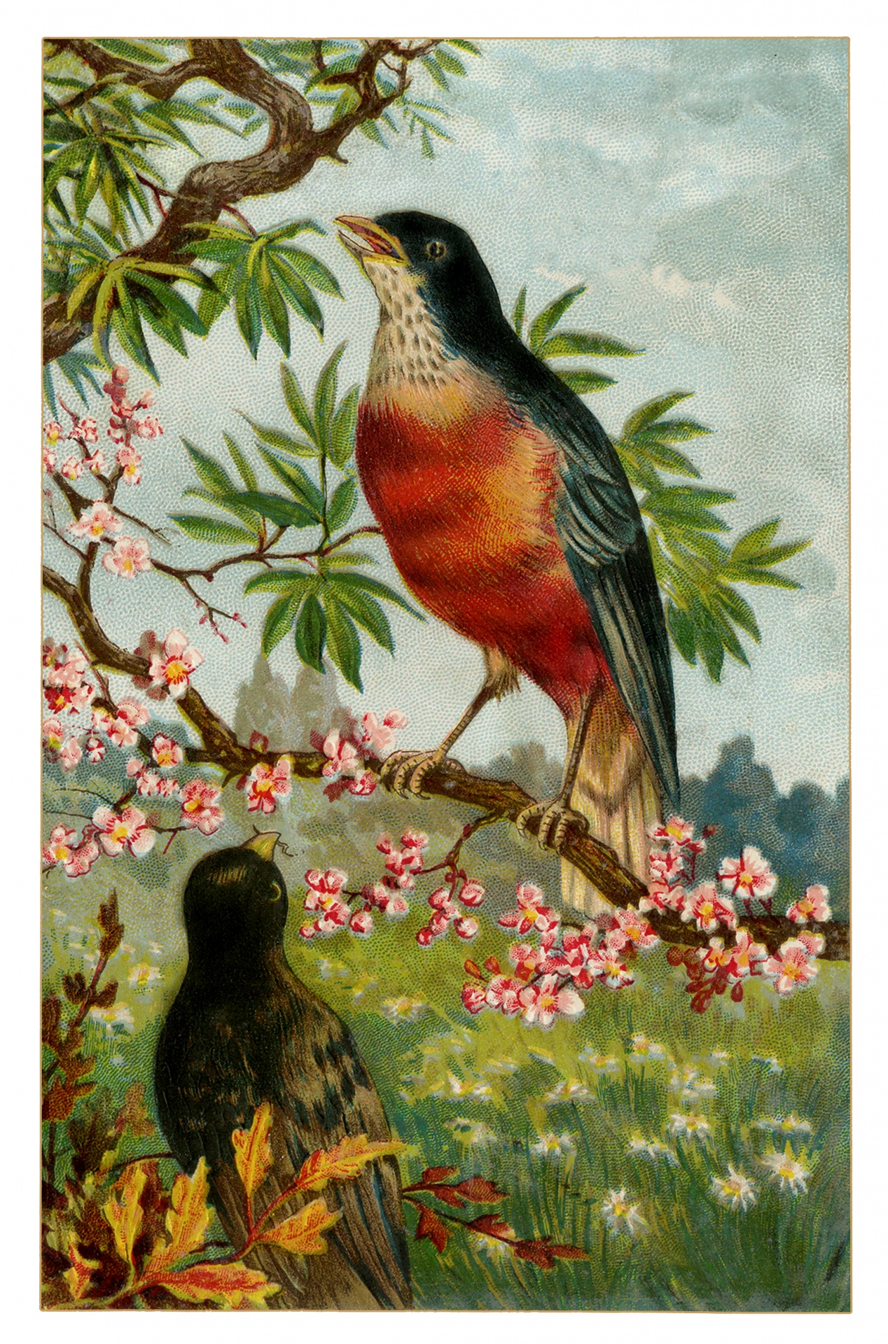 Bird, Blossom Flowers Vintage