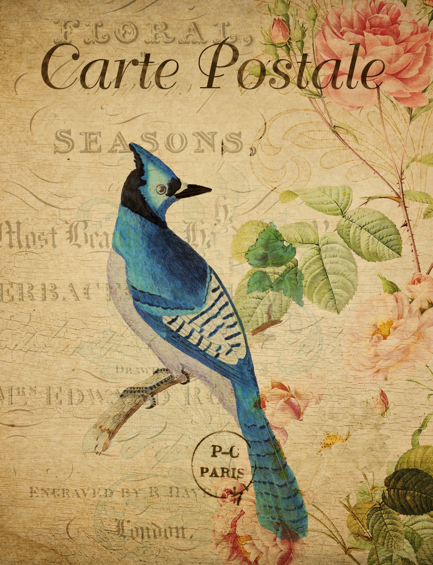 Blue jay vintage painting on french floral postcard