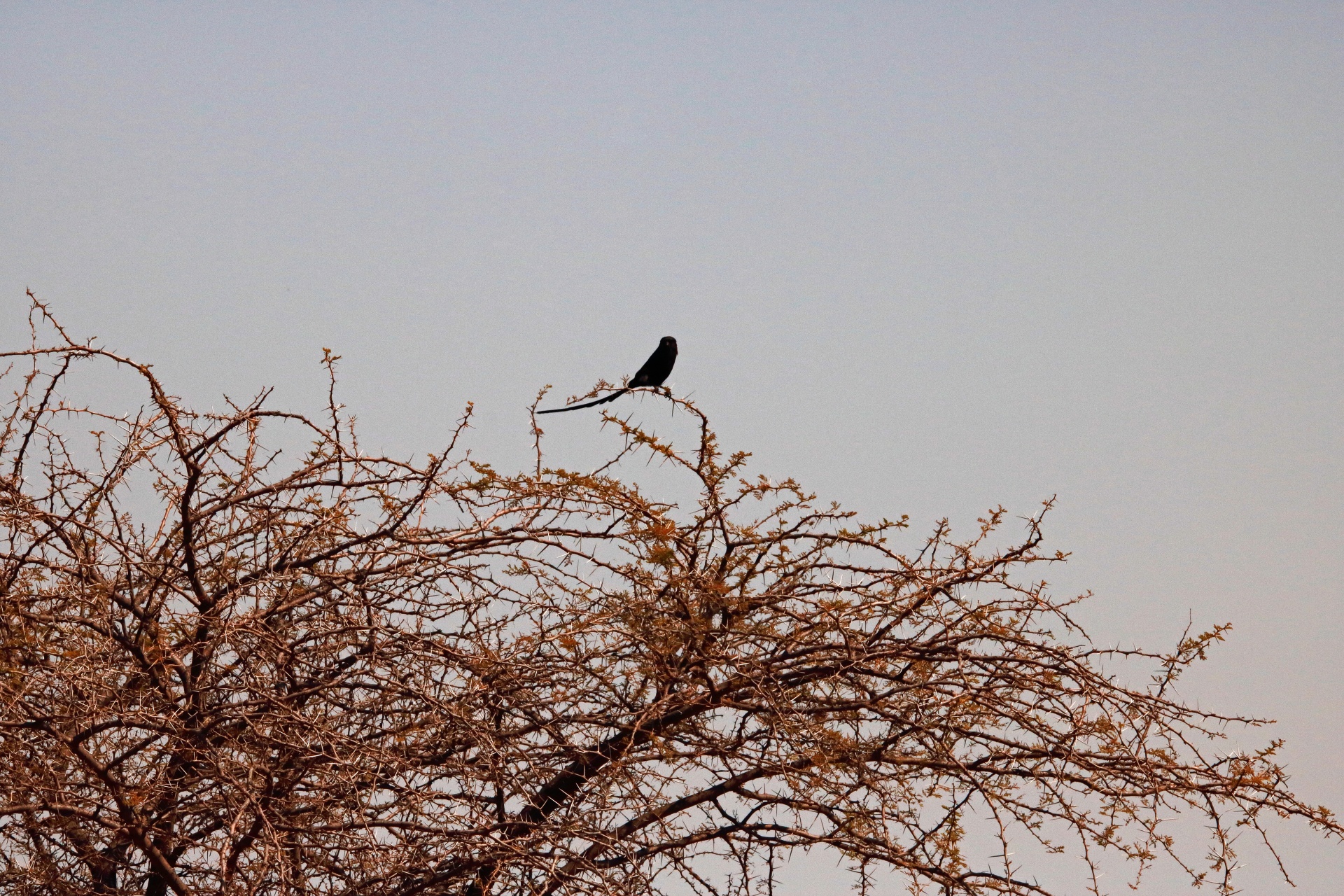 Black Bird With A Long Tail