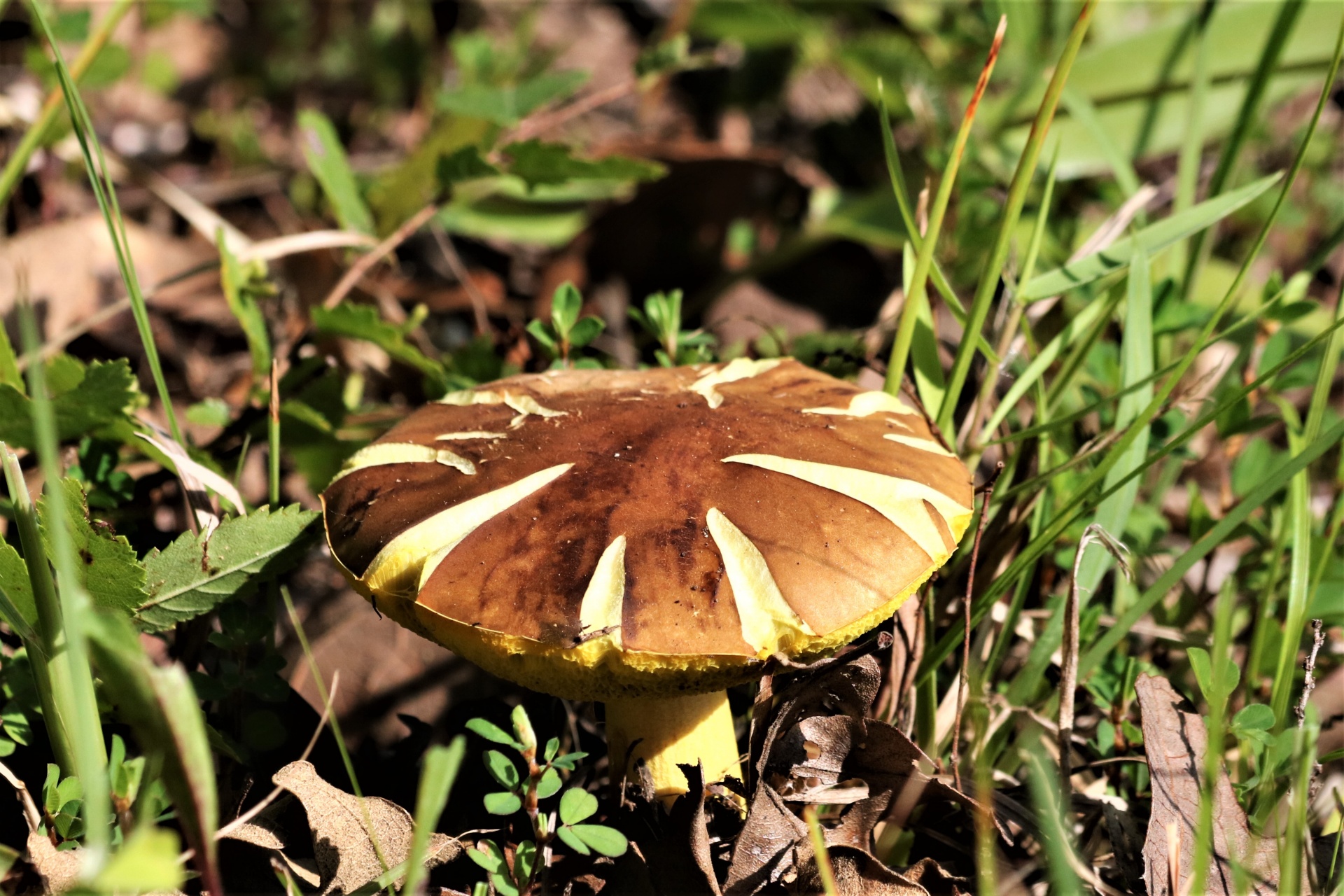 Close-up of a brown and white bolete mushroom growing in a grassy field.