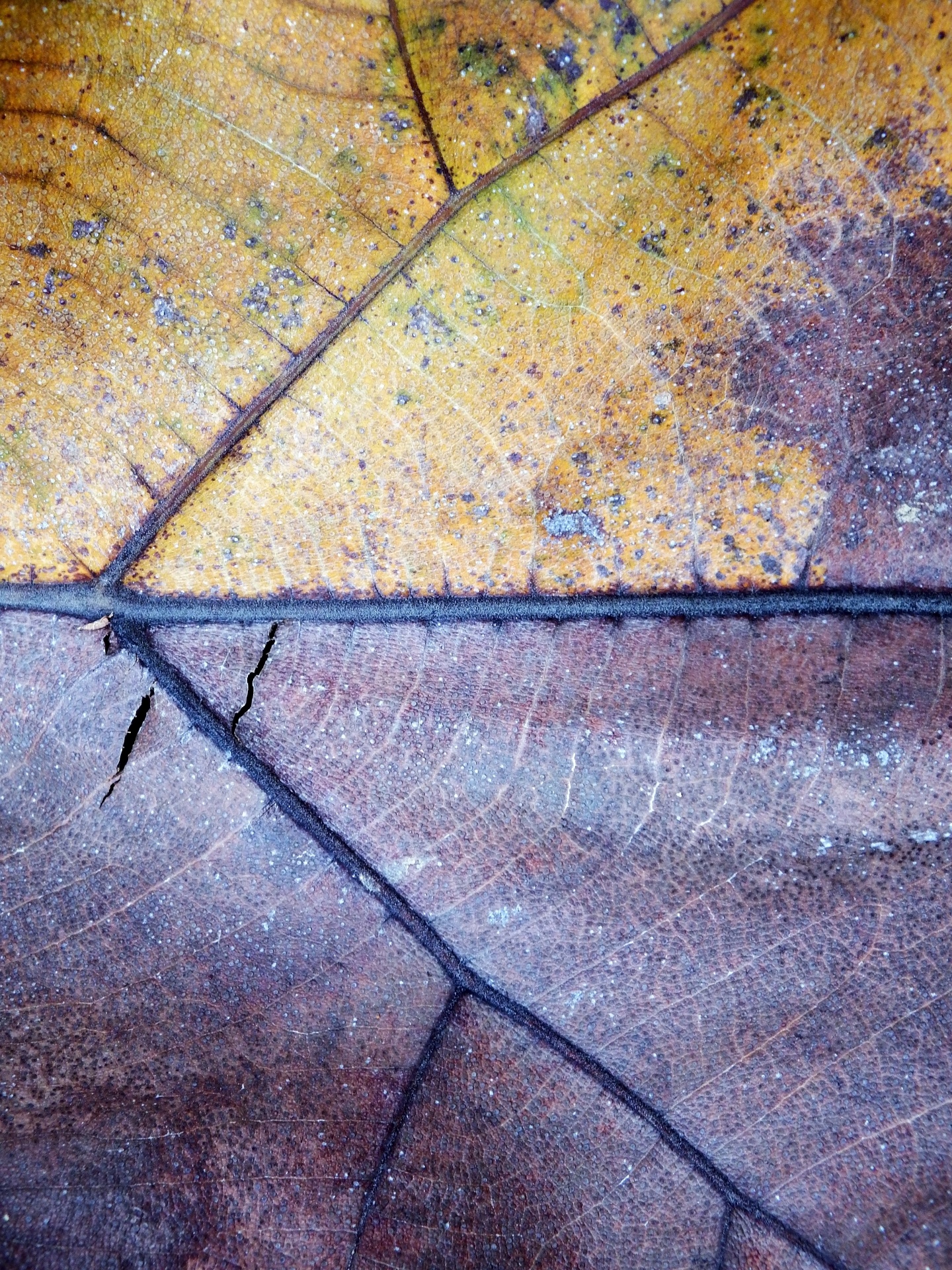Brown Fall Season Leaf Backdrop