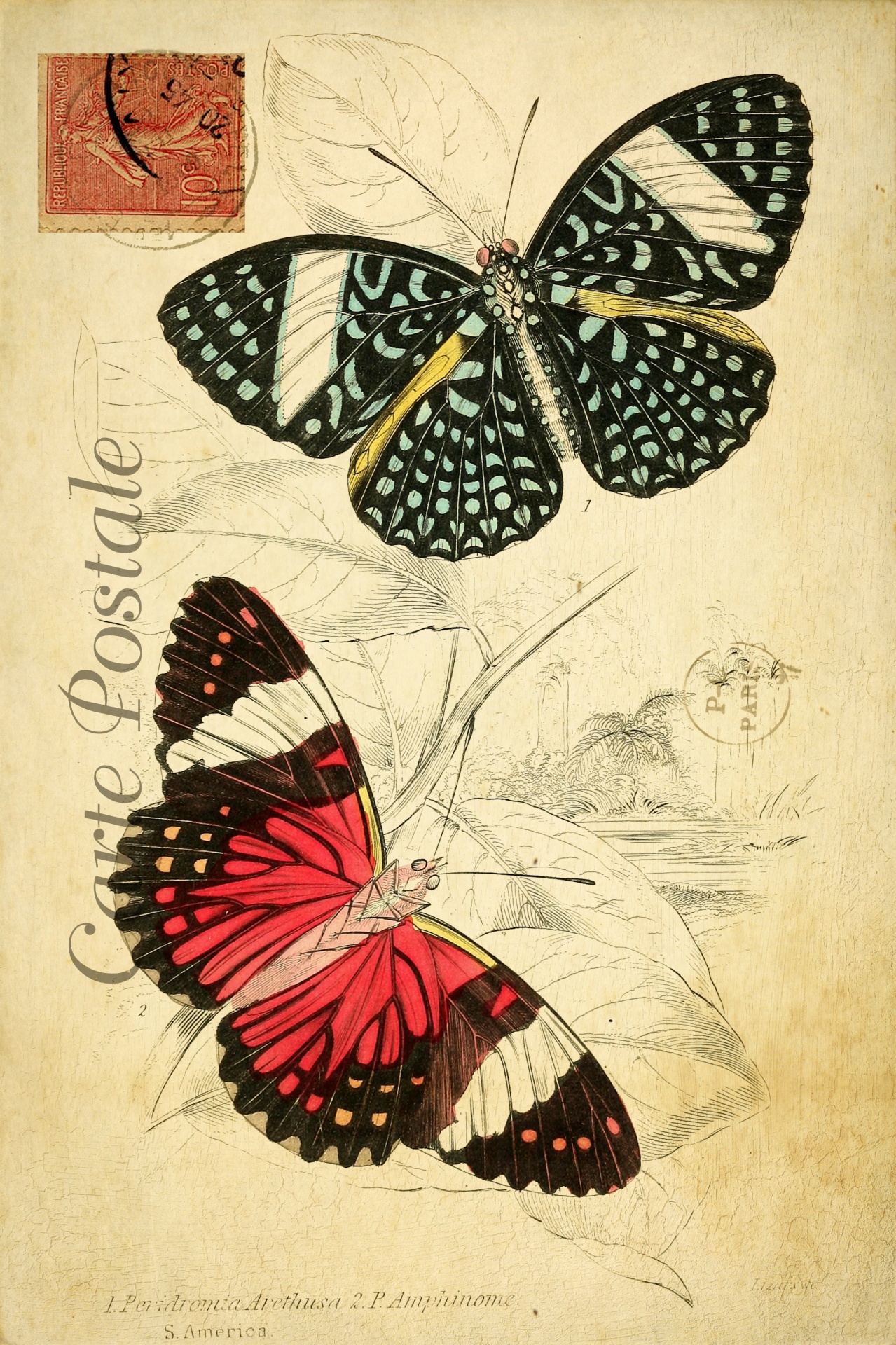 Vintage French postcard with butterflies illustration