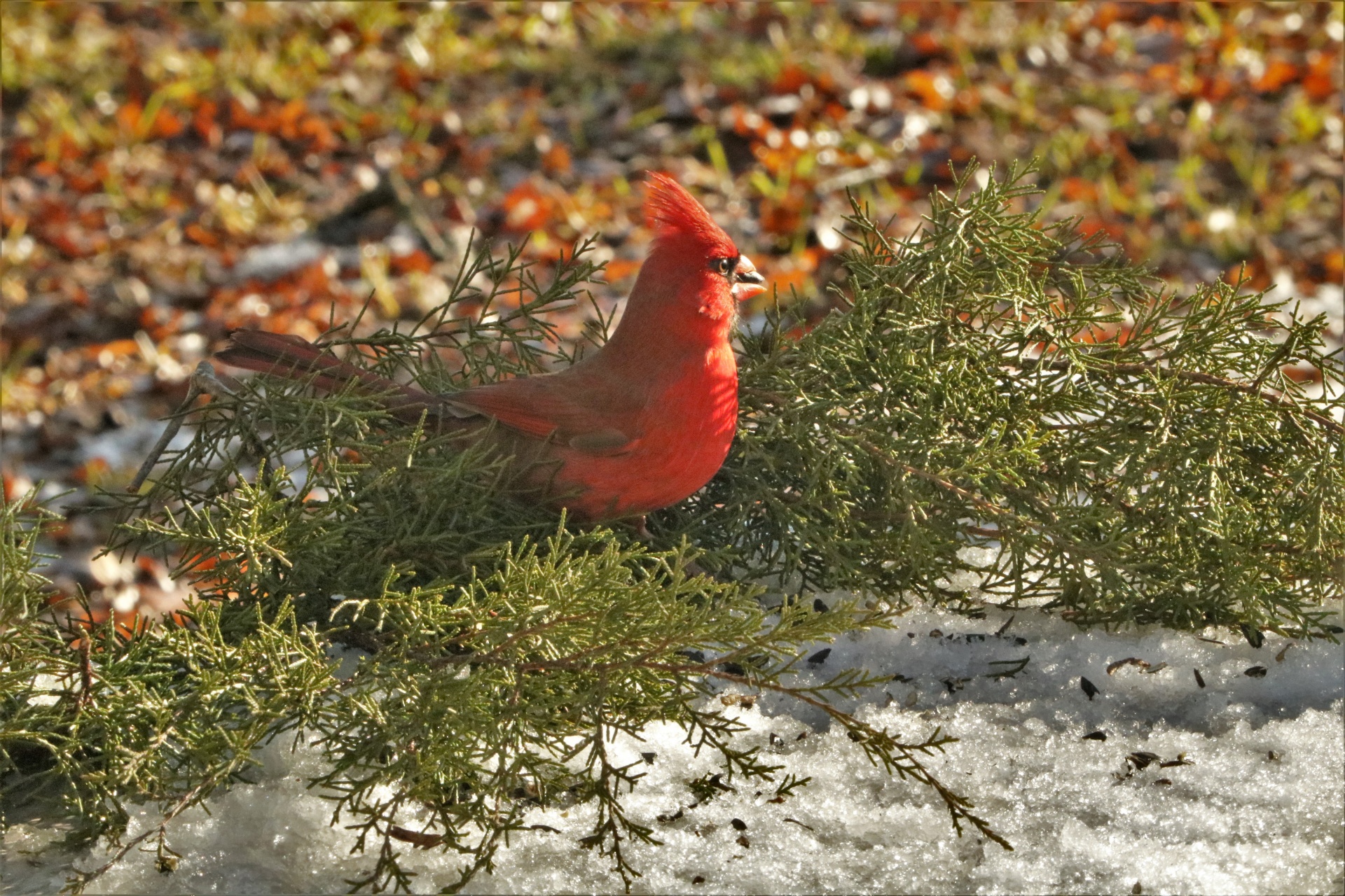 Cardinal On Cedar Branches