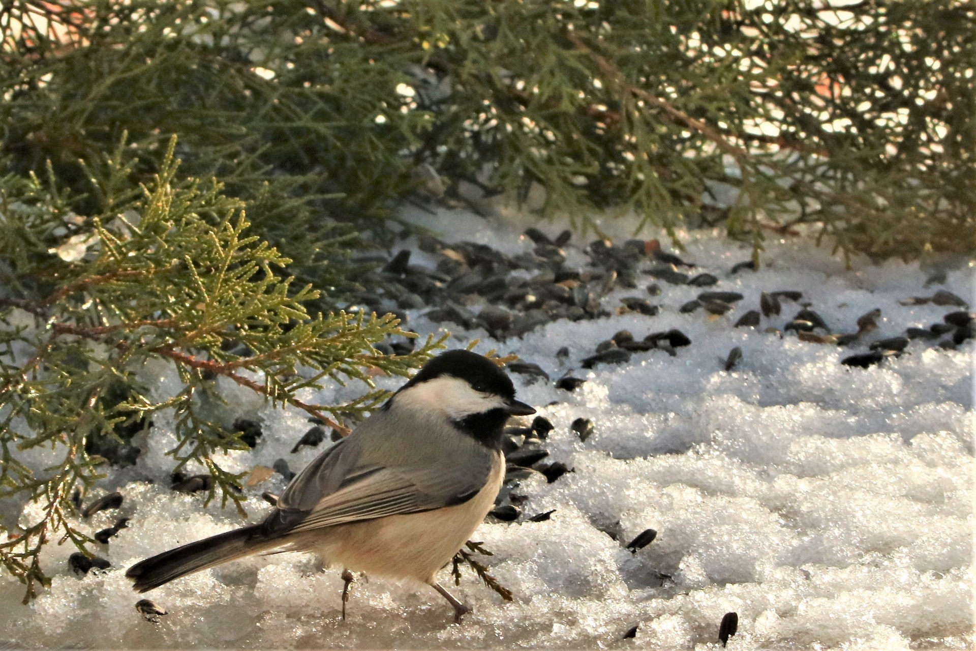 Carolina Chickadee In Snow