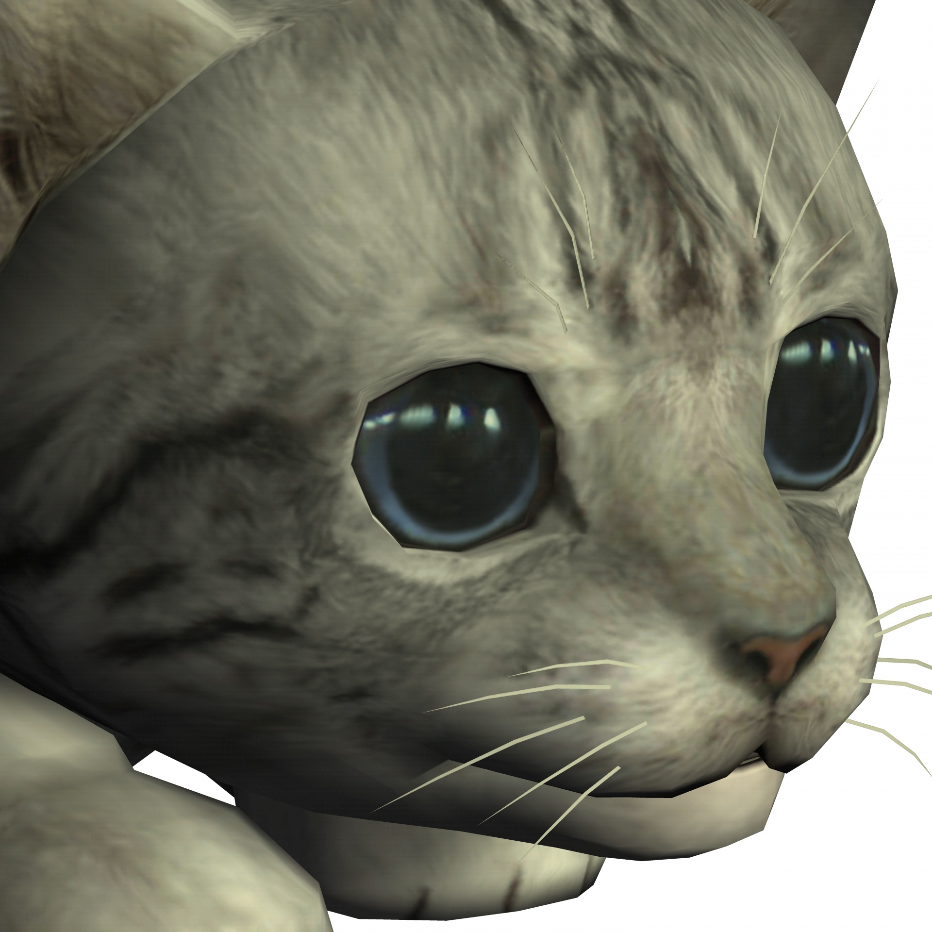 cat portrait closeup