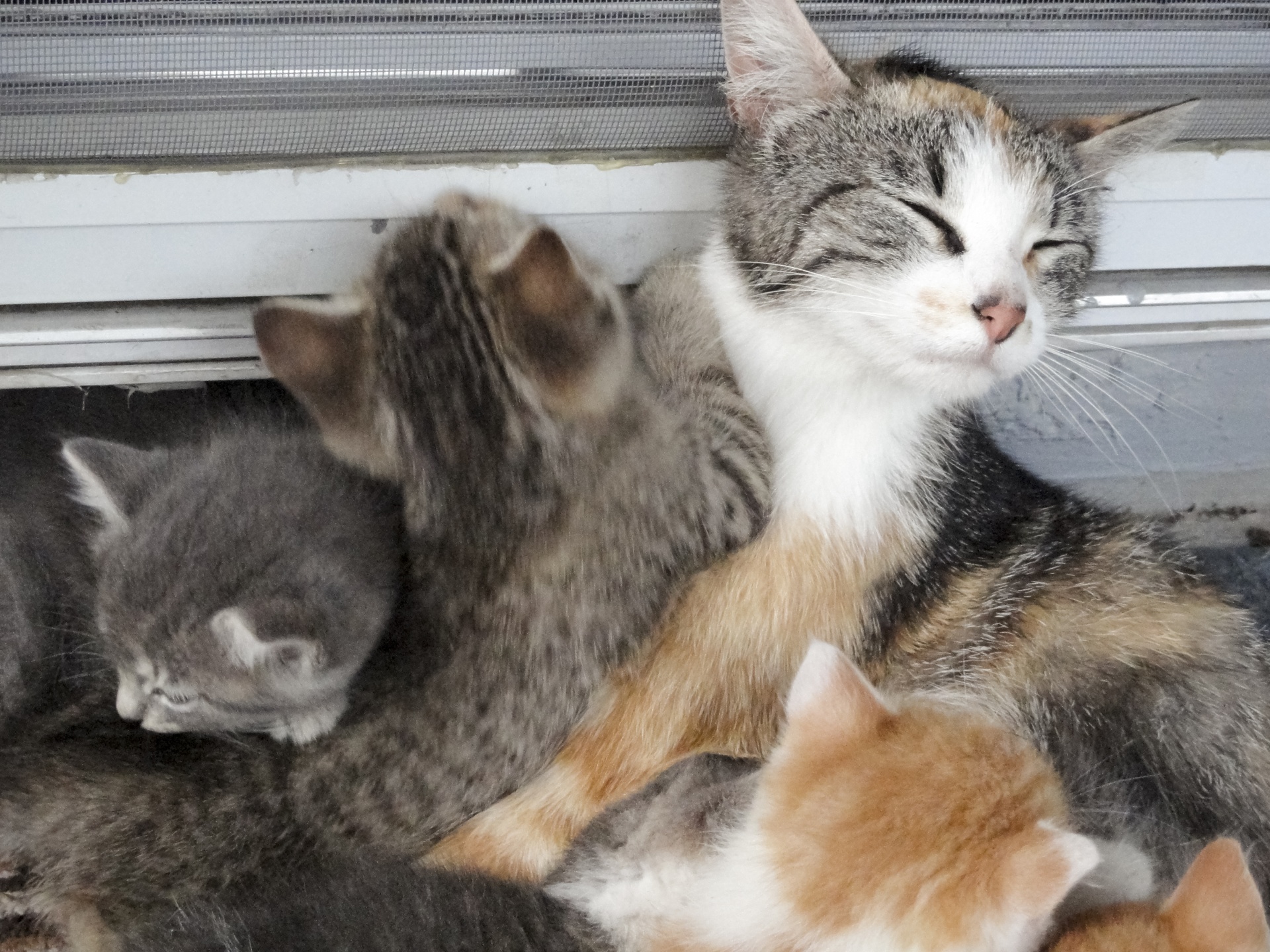 Cat With Kittens