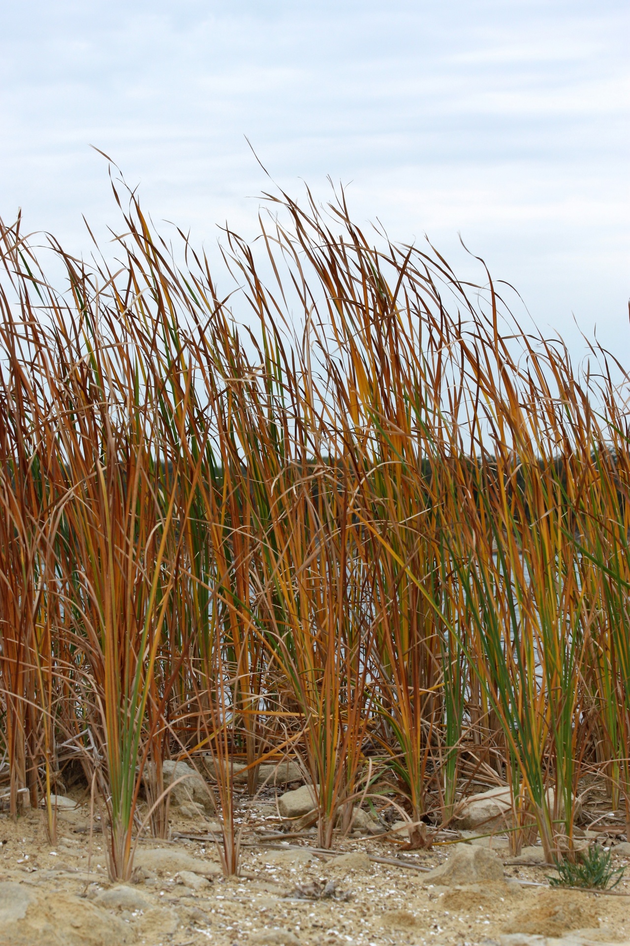 Gold and green cattails on a sandy beach on a cloudy autumn afternoon.